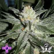 Gage Green Seeds All Blues
